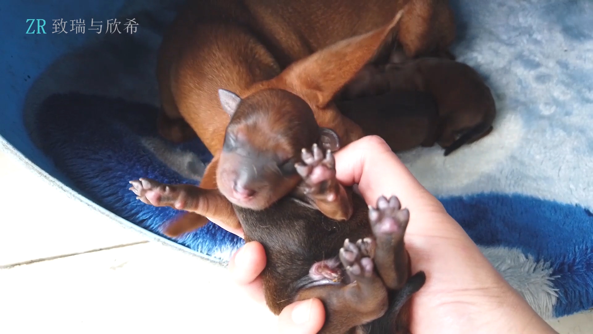 记录小鹿犬幼崽的配种出生和成长